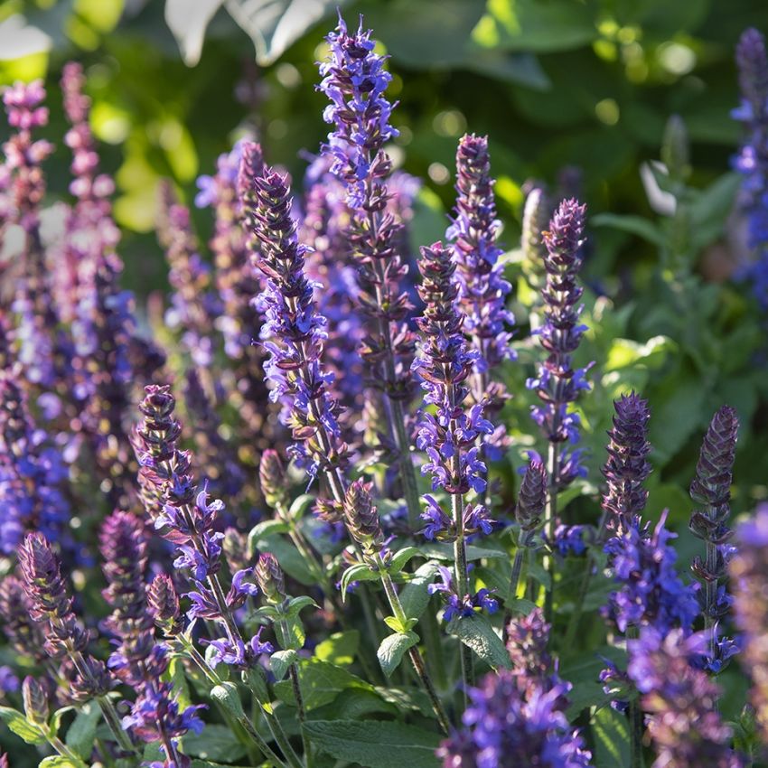 Stäppsalvia 'Merleau Blue', blå spiror på kompakta, täta plantor. Rikblommande.