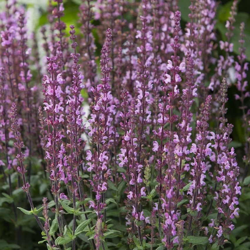 Stäppsalvia 'Merleau Rose', purpurrosa spiror på kompakta plantor. Rikblommande.
