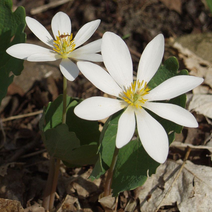 Blodört, Blågröna blad med silvergrå undersida. Anemonlika, rent vita blommor