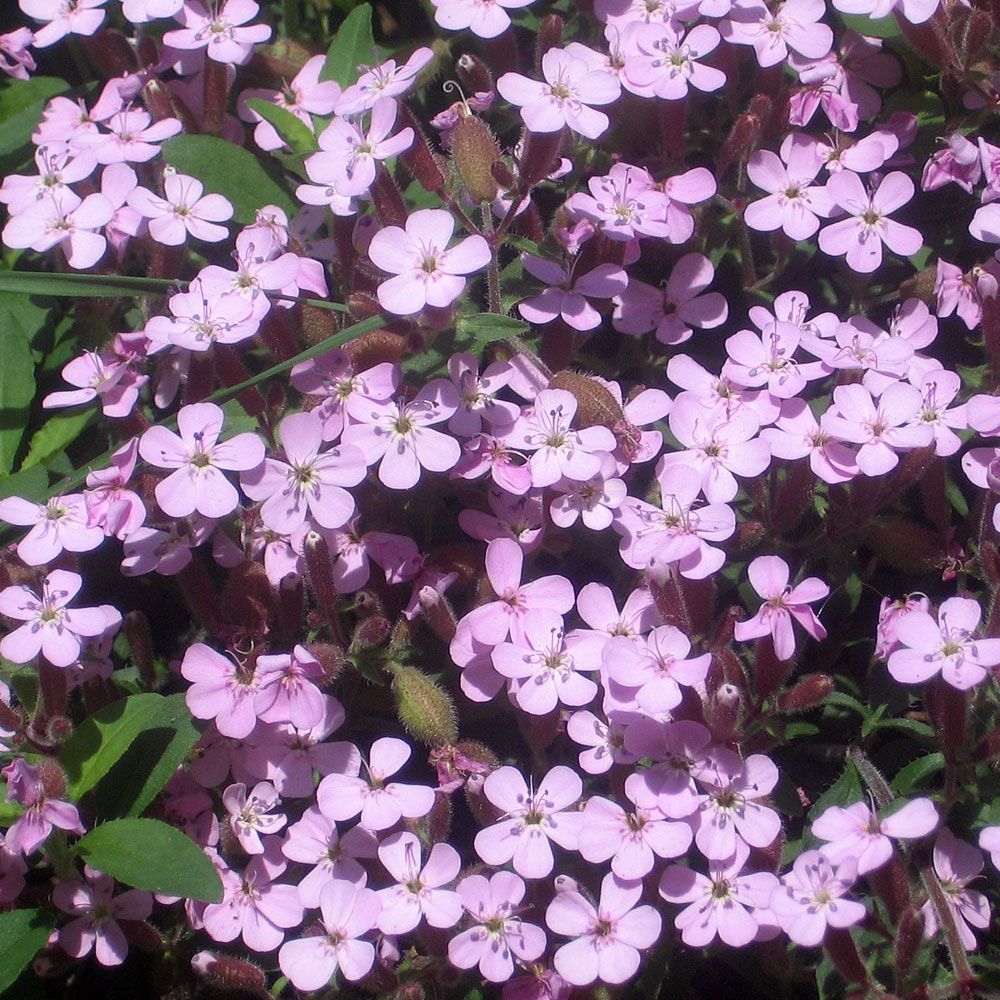 Liten Såpnejlika, Mattväxande art med stjärnlika, rosa-röda blommor.