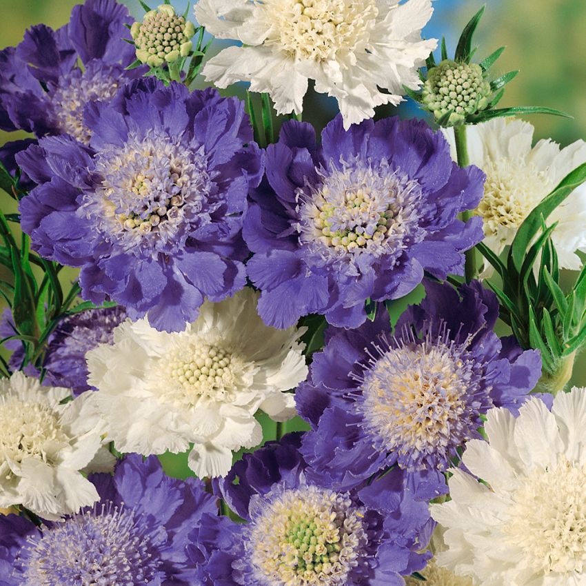 Höstvädd 'Isaac House', Vackra, dubbla blommor i vitt och olika blå nyanser.