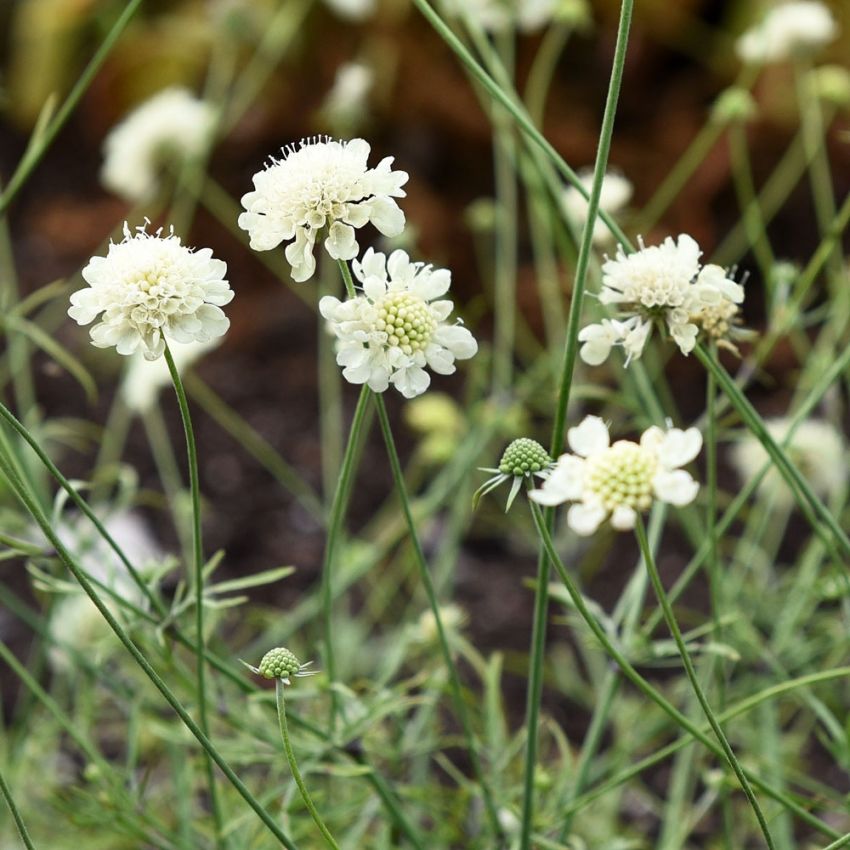 Gulvädd 'Moon Dance', Söta, små väddblommor i mjukt vaniljgult med vita ståndare