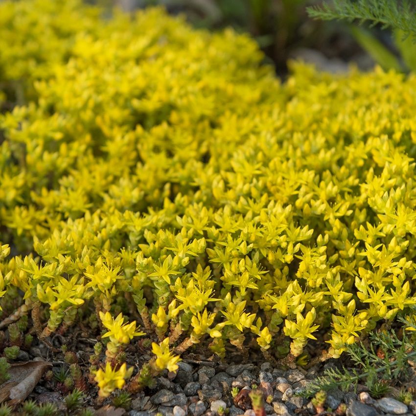 Gul Fetknopp bildar täckande mattor av klargula, stjärnlika blommor.