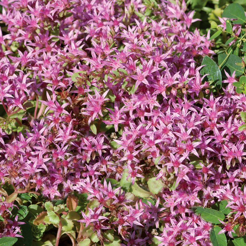 Kaukasiskt Fetblad ''Coccineum'' Gröngula bladr och rosa stjärnblommor mörk mitt