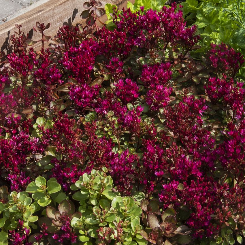 Kaukatiskt Fetblad ''Voodoo'', marktäckare med fuchsiarosa, stjärnlika blommor.