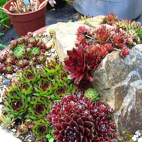 Taklök Suckulenter som bildar dekorativa bladrosetter i brons, grönt och rött. 