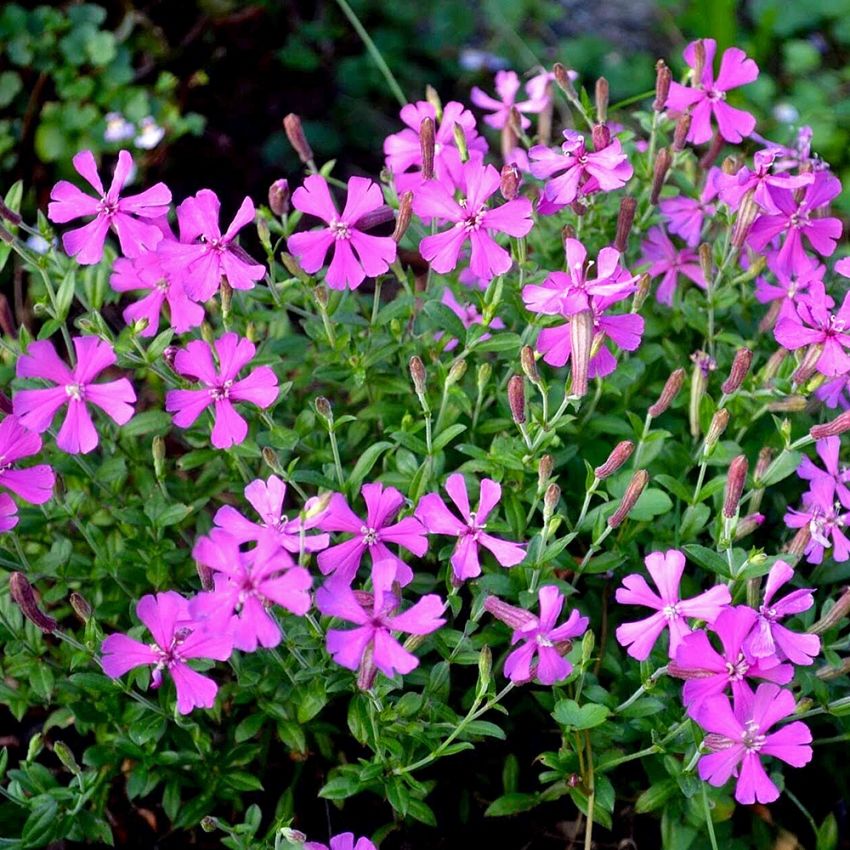 Höstglim, Löst tuvigt växtsätt. Översållas av rosa blommor