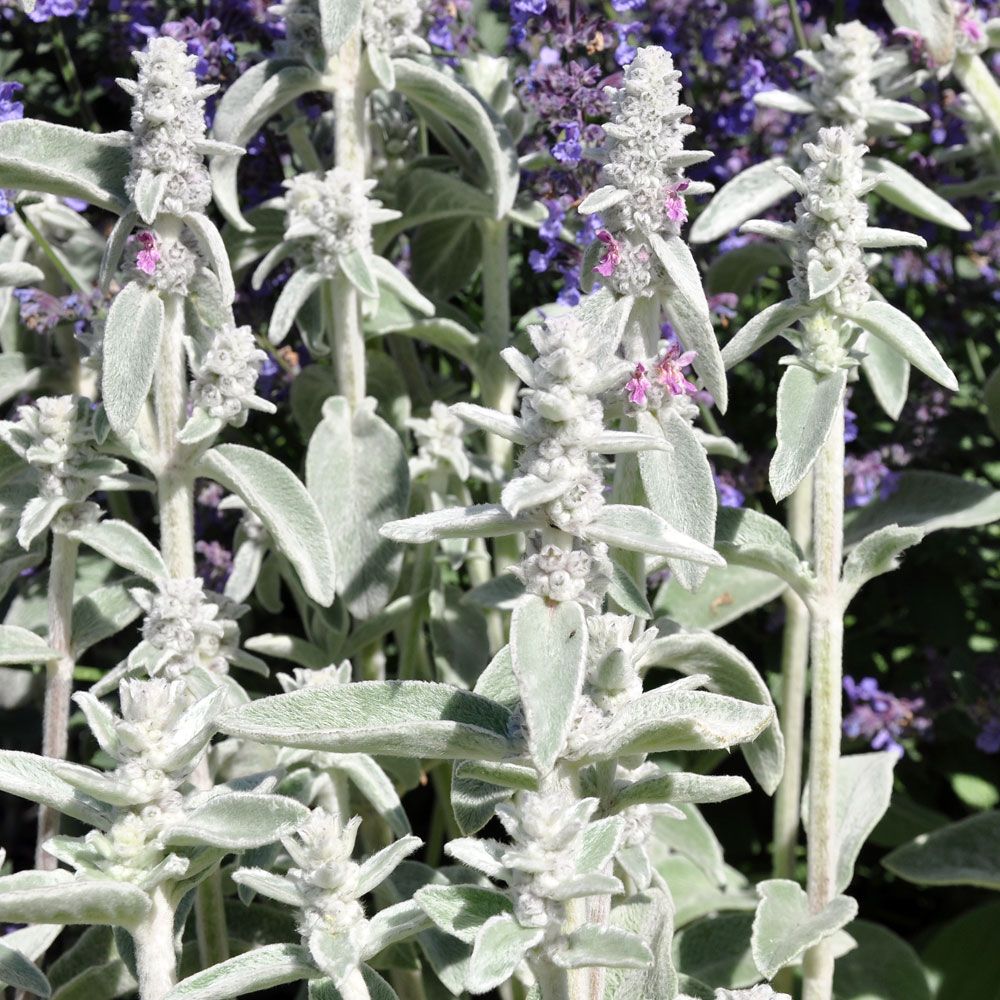 Lammöron, Silverludet bladverk och stjälkar med axlika, röda blommor