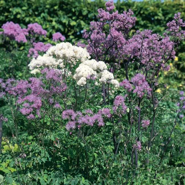 Aklejruta grenande, högresta stjälkar med skira blomsamlingar i rosa och vitt