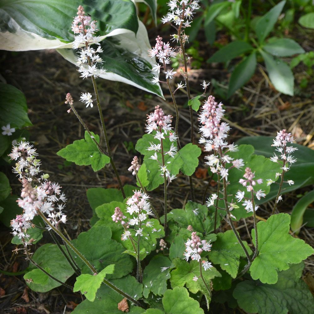 Skär Spetsmössa, Hjärtlika treflikade blad. Täta klasar av vita/rosa blommor