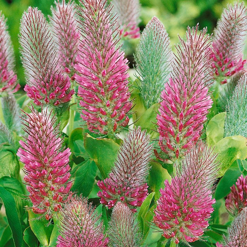 Purpurklöver 'Red Alps'. Röda, höga blommor. Bildar silverrosa fröställningar.