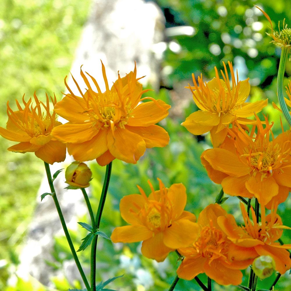 Kinesisk Smörboll 'Golden Queen', Stora guldgula blommor. Djupt handflikiga blad