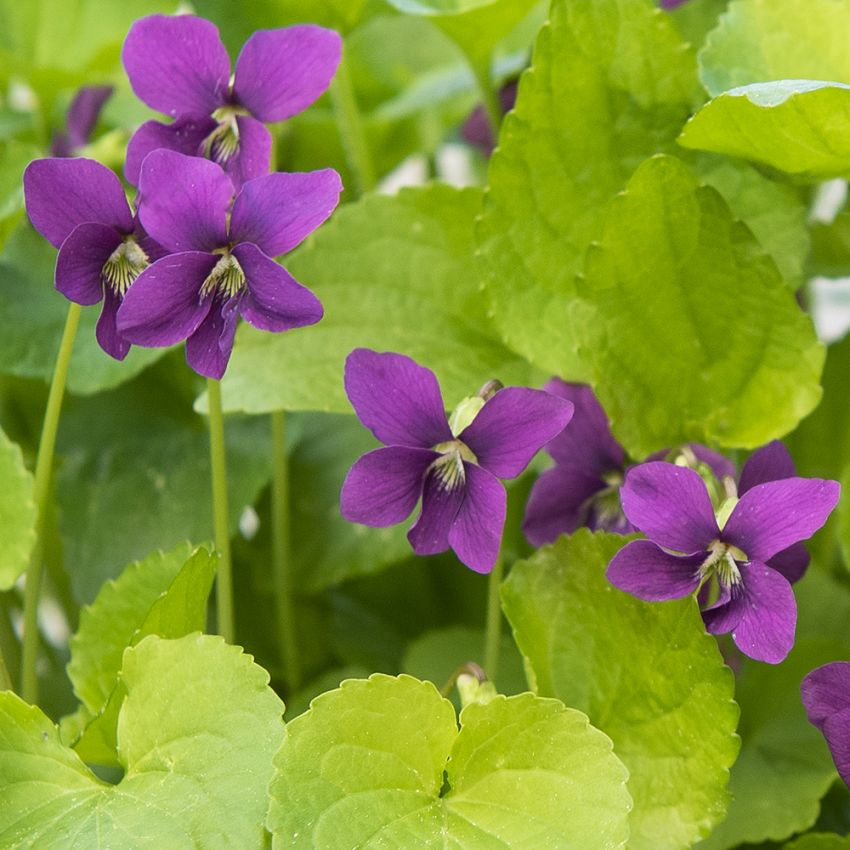 Fjärilsviol ''Rubra'', intensivt purpurröda blommor över det gröna bladverket.