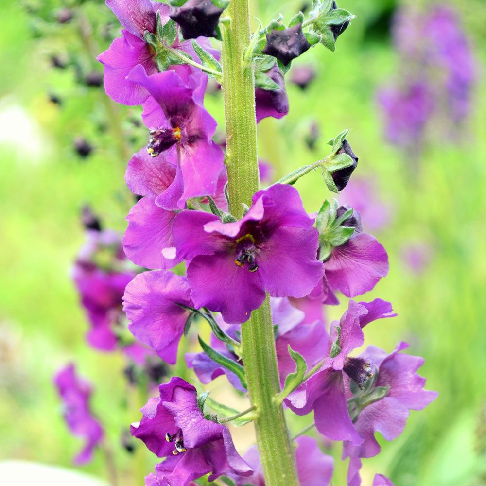 Violkungljus, Täta blomspiror i vita, skära, laxrosa, röda och violetta nyanser.