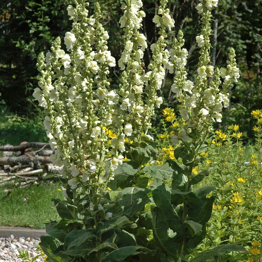 Läkekungsljus, Höga spiror av stora, vita blommor med gult öga. Silvergrå blad.