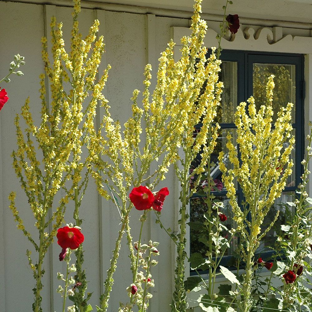 Jättekungsljus, Stora, gula blommor i samlade ax. Lansettlika, ludna basalblad.