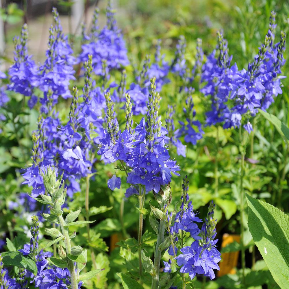 Praktveronika 'Royal Blue', Kungsblå blommor i långa, täta, upprätta blomklasar.