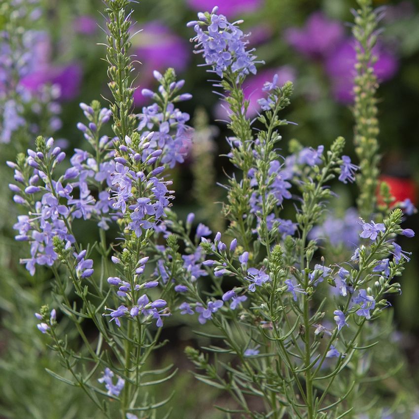 Fjäderveronika ''Blue Feathers'', små, himmelsblå blommor över sirligt bladverk