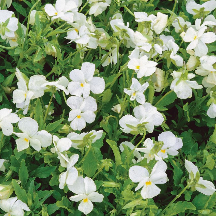 Bukettviol 'White Perfection', Helvit. Särskilt storblommande.