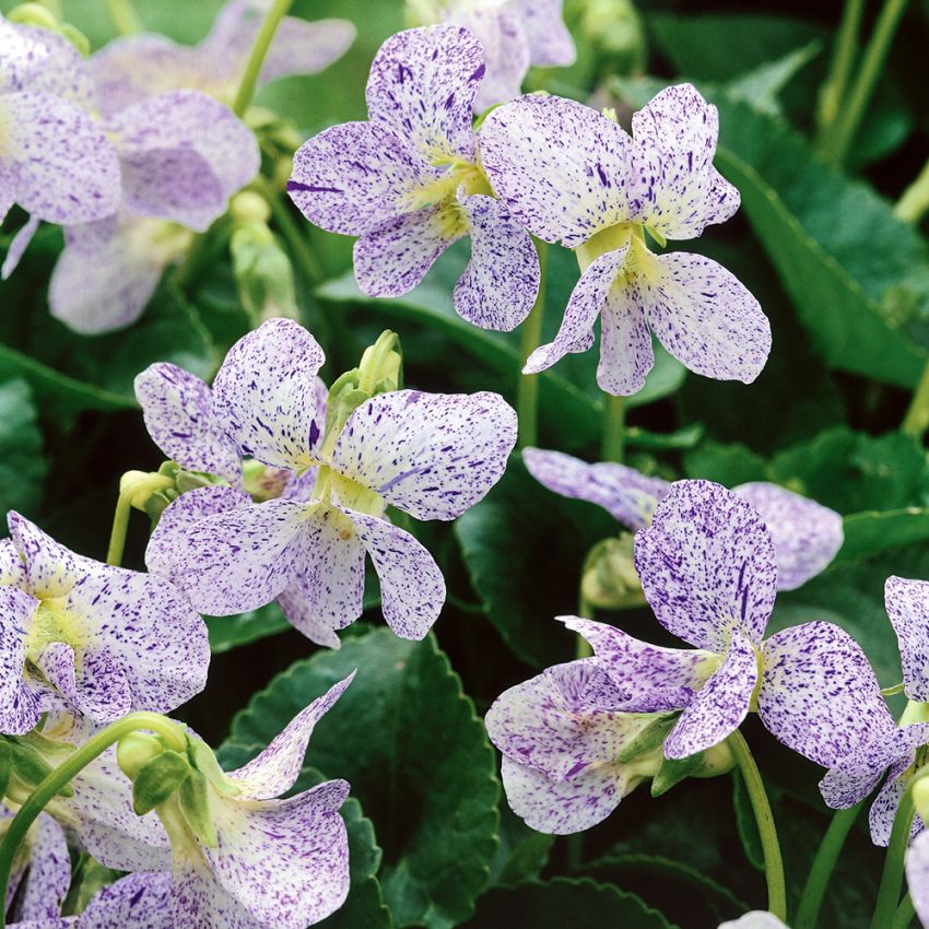 Fjärilsviol 'Freckles', Spektakulär med vita blommor, spräckliga i blåviolett.