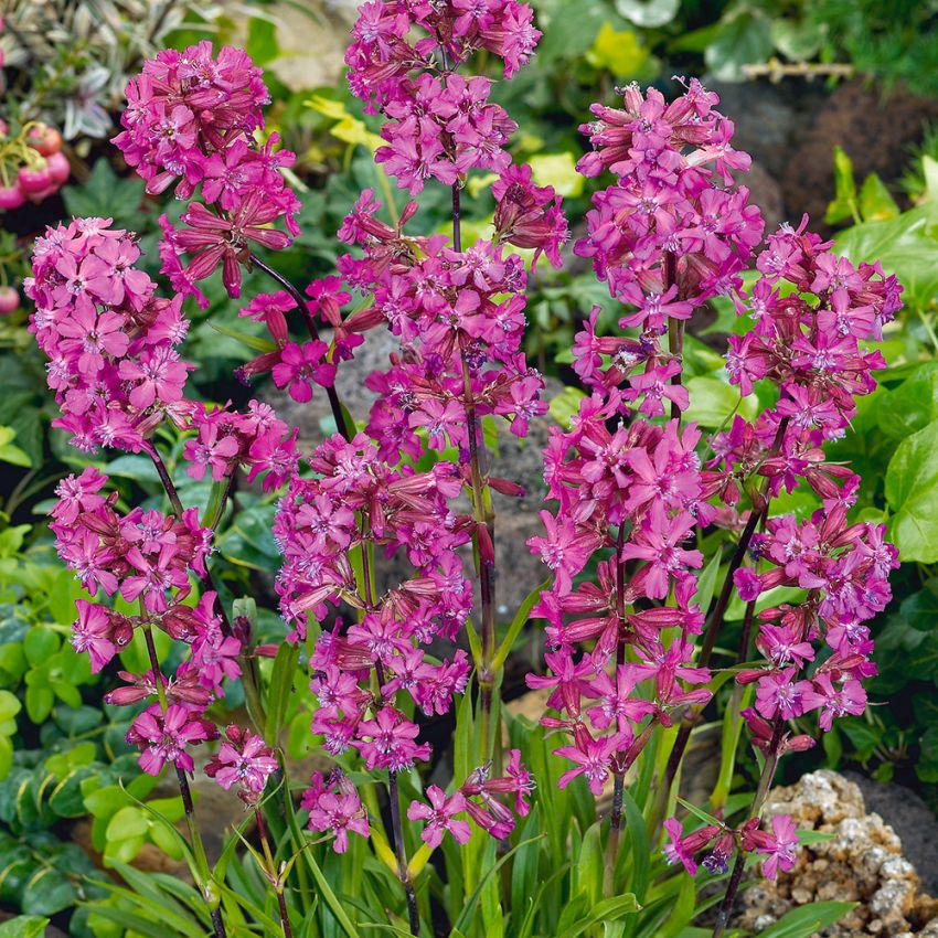 Tjärblomster 'Splendens Feuer', Dubbelblommande med stora, täta rosaröda blommor