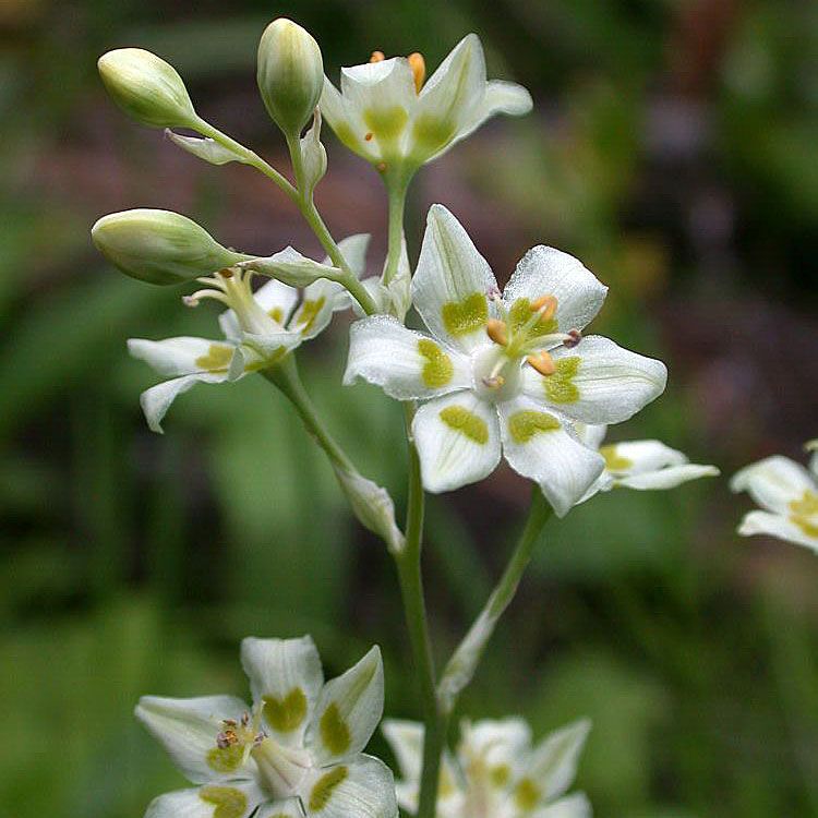 Grönlilja, Elegant växt med graciösa, stjärnlika, vita blommor med gröngul mitt.