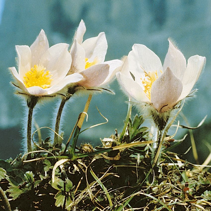 Mosippa, Silkeshåriga, violettröda blommor med vit insida. Mycket sällsynt.