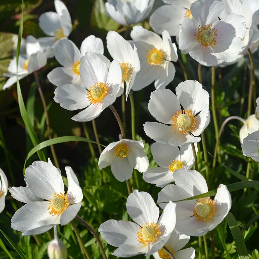 Tovsippa, Vildanemon. Femflikade blad. Stora, 4-5 cm, vita, nickande blommor