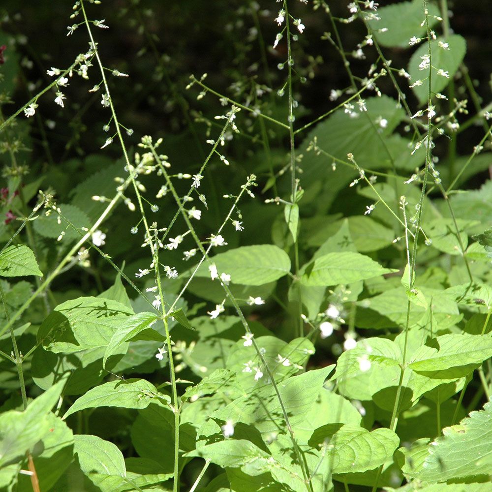 Stor Häxört, Växt med hjärtlika, dunhåriga blad. Upprätta vitrosa axblommor. 