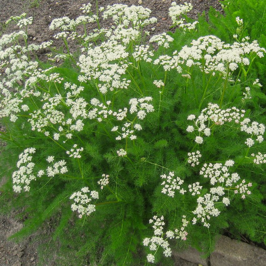 Björnrot, Vackra, täta tuvor, dillikt doftande bladverk. Blommor vita och rosa