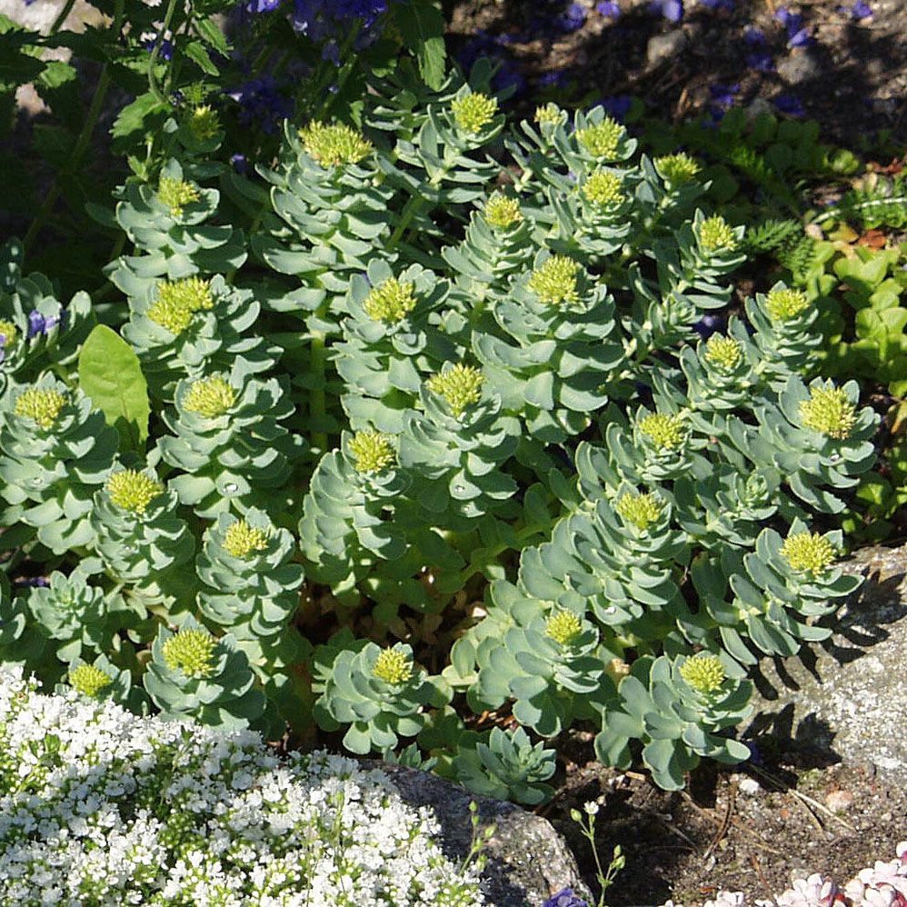 Rosenrot, Gula kompakta toppblommor. Upprätta stjälkar med grönblå, skålade blad