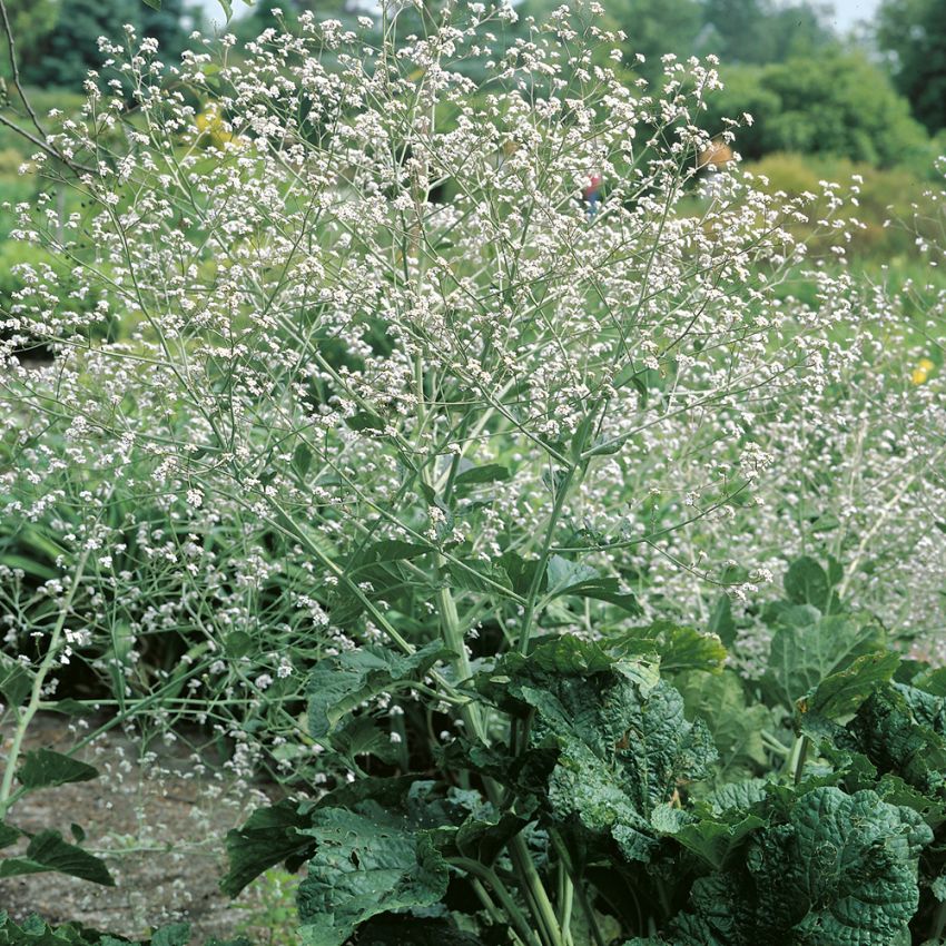 Stäppkål, Solitär med stora, hjärtformade blad. Yviga blommor likt brudslöja.