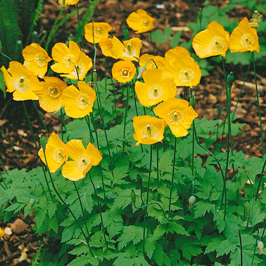 Engelsk Vallmo, skarpgula, nästan runda blommor. Täta, ljusgröna buskar.