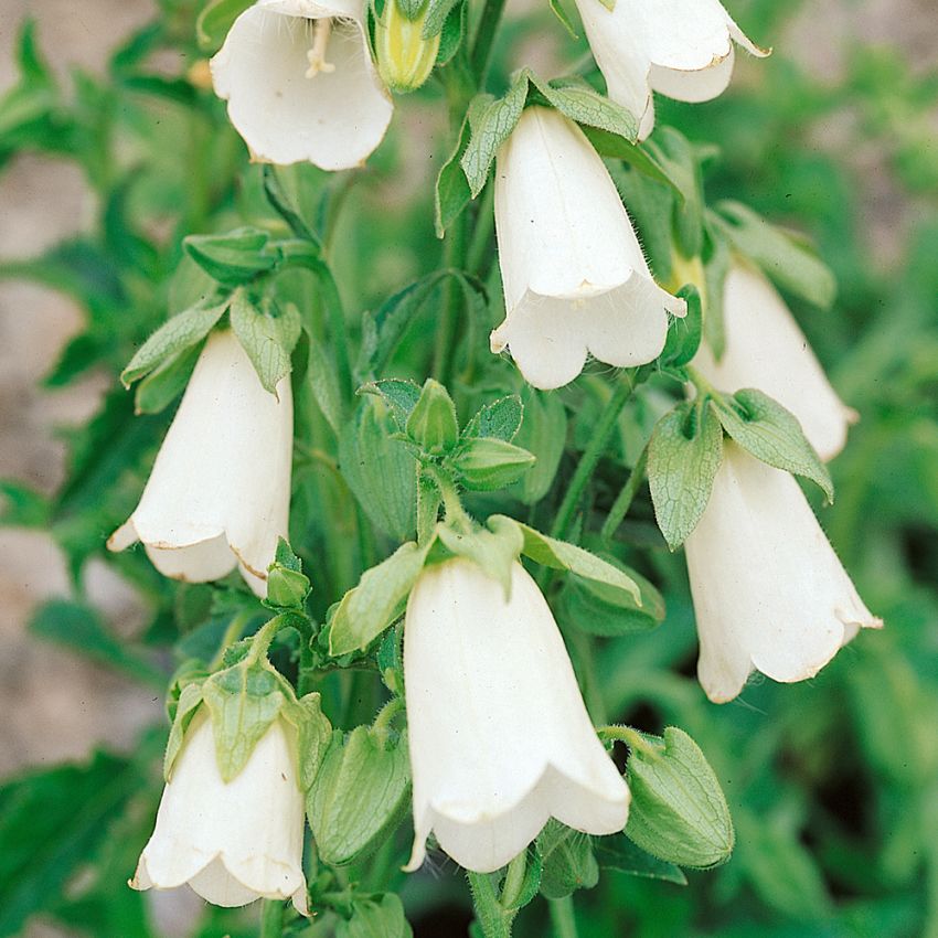 Kaukasisk Elfenbensklocka, cremevita till ljust gula klockblommor. Ovala blad.