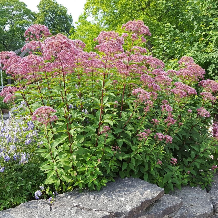 Fläckflockel 'Atropurpureum', Stora, vinröda blomställningar och röda stjälkar.