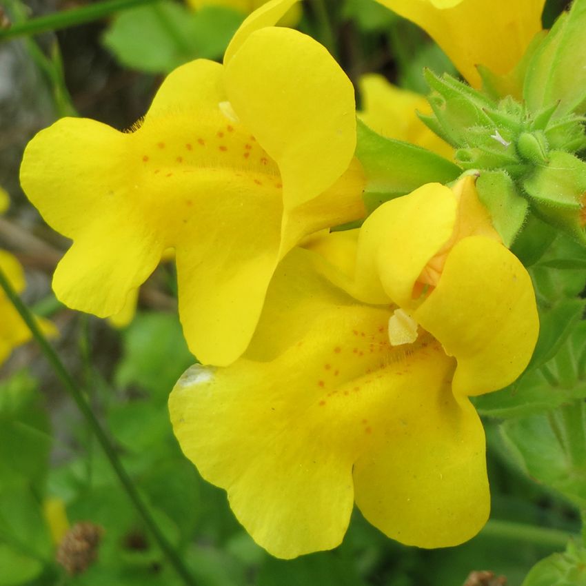 Gyckelblomma, Solgula läppblommor med röda fläckar.