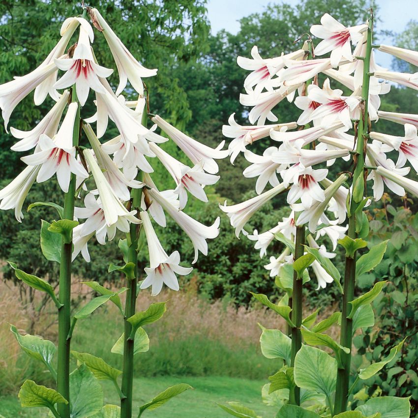 Jättelilja, Långa, doftande, vitgröna trumpetblommor med röda strimmor.