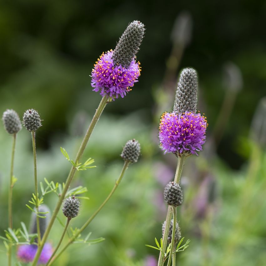 Prärieklöver, Fingerborgslika blommor med skarpt purpurröd krans.
