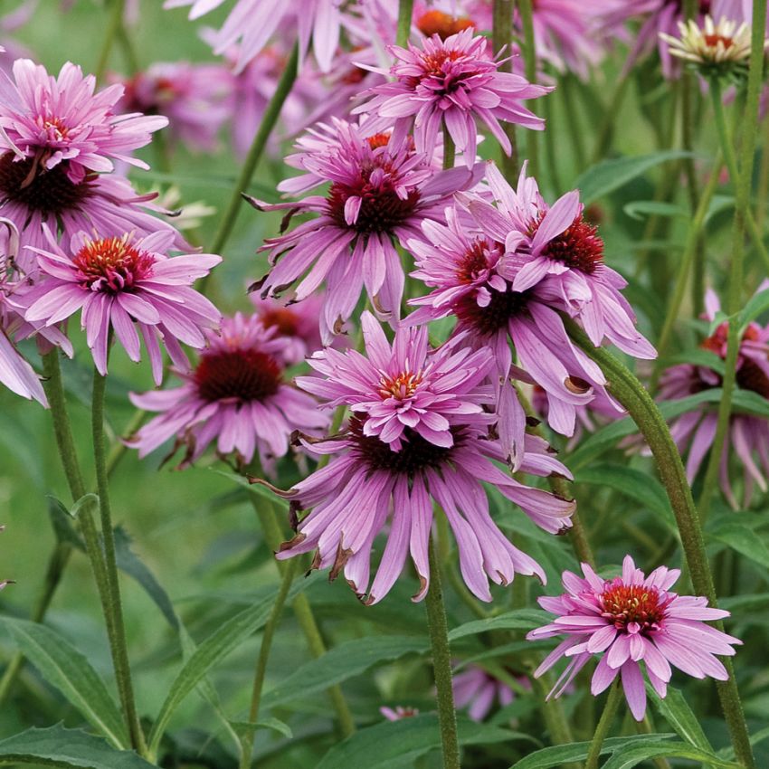 Röd Solhatt 'Indianer', Stora, ljust purpurröda blommor. Dubbla tvillingblommor.