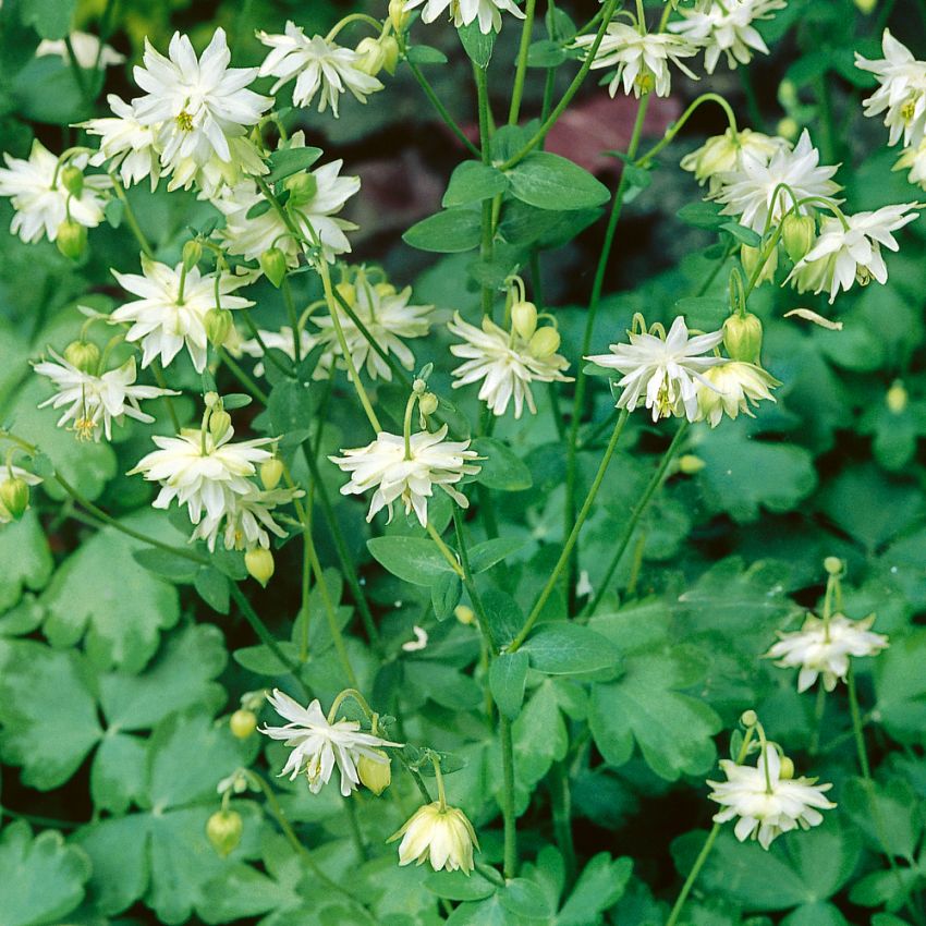 Klematisakleja 'Green Apples', limegröna blommor som senare får en ljusare nyans