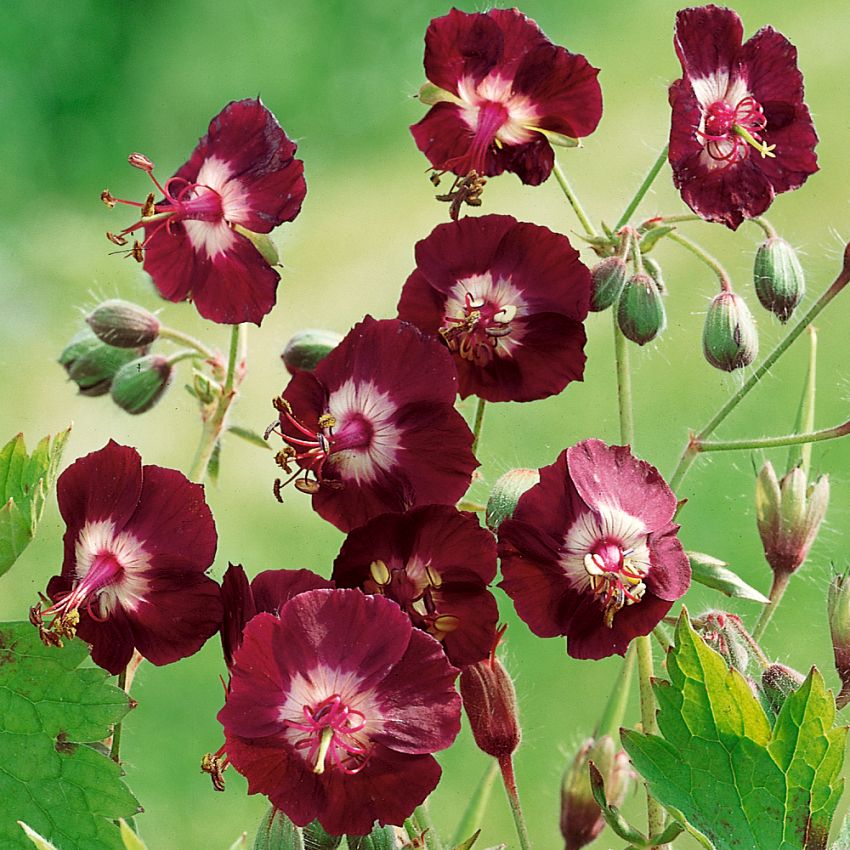 Brunnäva, Näva med djupt purpurbruna blommor över ett finflikigt bladverk.