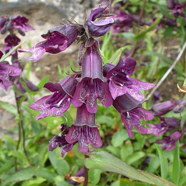 Dysterpenstemon 'Whipple's', mörkt violetta klockblommor och djupgrönt bladverk.