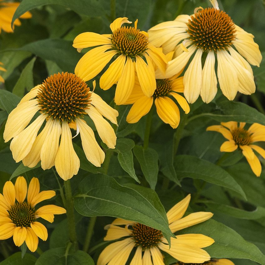 Solhatt ''''Paradiso Yellow''''