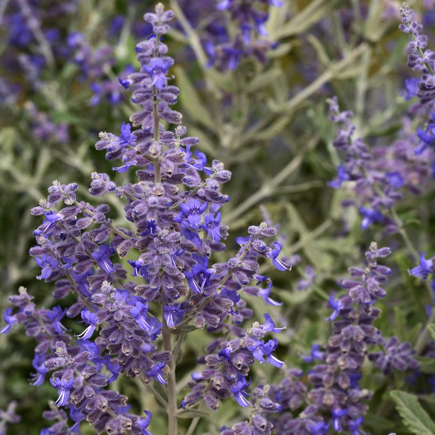 Afghanperovskia 'Blue Steel', dekorativt, silvergrönt, aromatiskt bladverk med blåvioletta blomspiror som skyar över bladverket.
