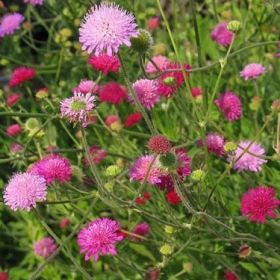 Stor Grekvädd 'Melton Pastels', Stora, täta korgblommor på välgrenande stjälkar.