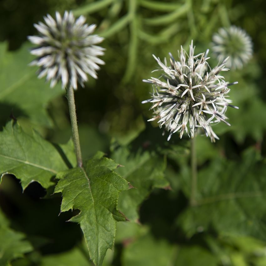 Blå Bolltistel 'Star Frost', Stora, bollformade, stela, vita blomställningar.
