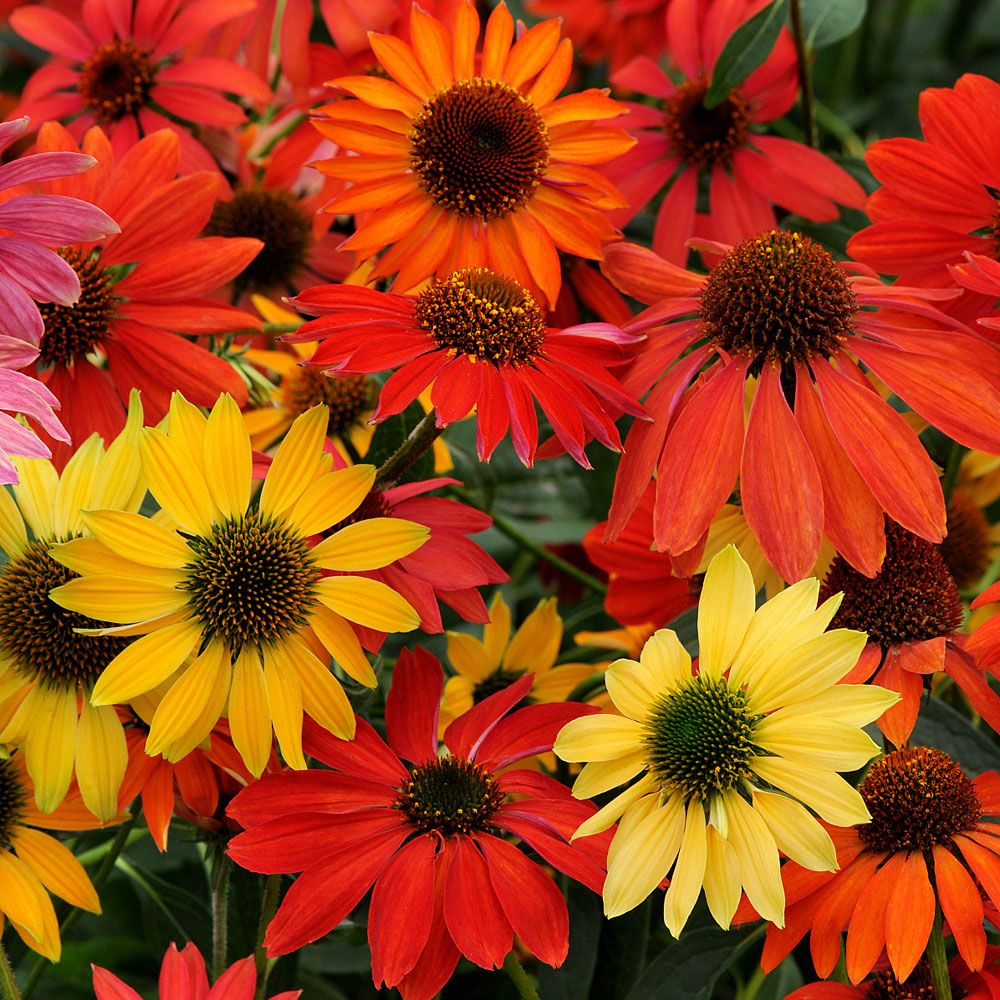 Solhatt 'Cheyenne Spirit', Blommor i rött, orange, gräddvitt, purpur och gult.