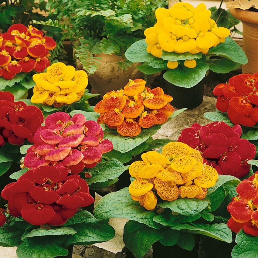 Toffelblomma F2 'Fascination', Traditionell, lågväxande blomma i flera färger.