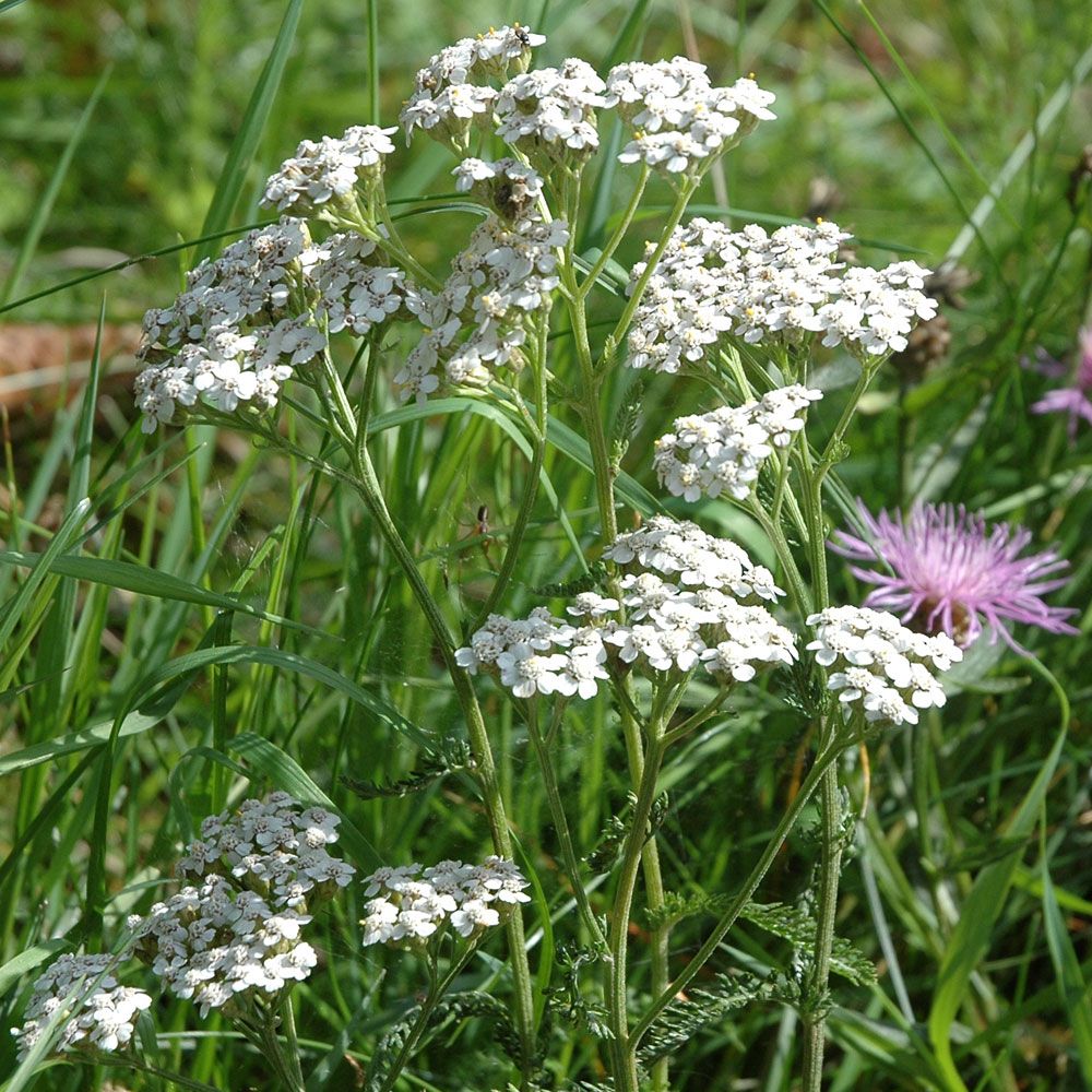 Röllika, Vita blommor på kvastlika ställningar. Tunna, parflikade blad.
