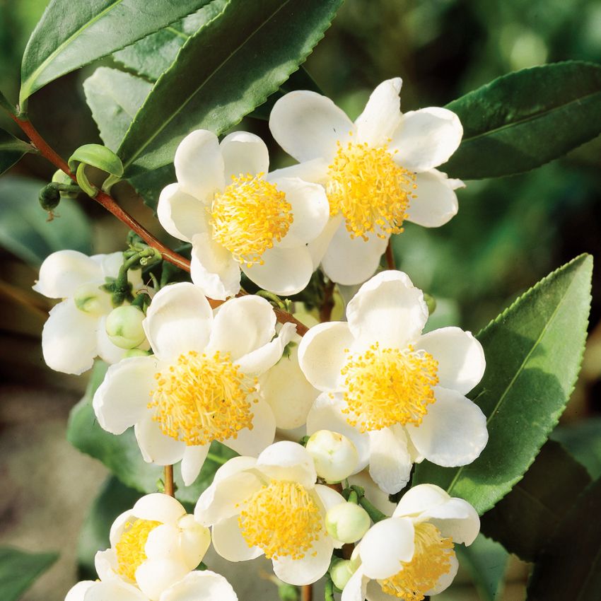 Tebuske, Gulvita och vaxlika blommor med tjocka, blanka blad som används till te